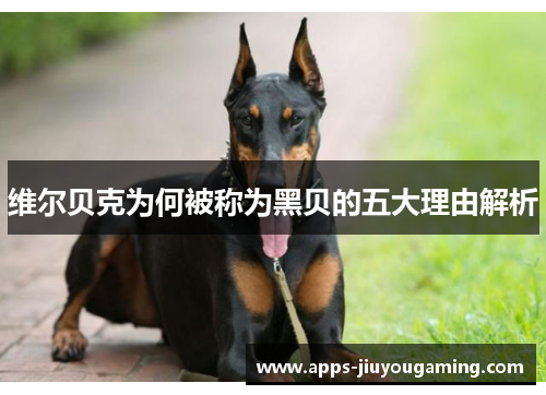 维尔贝克为何被称为黑贝的五大理由解析 维尔贝克为何被称为黑贝的五大理由解析